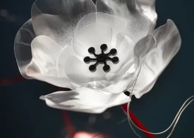 Poppy